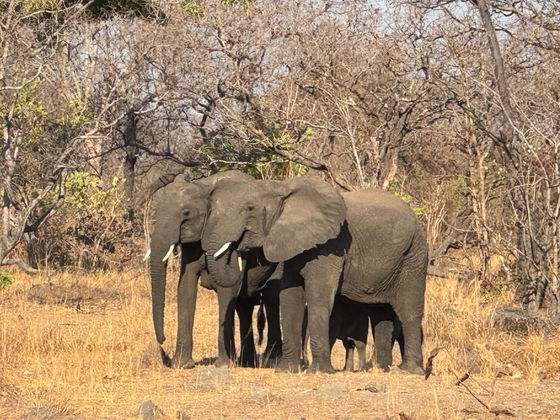 Elephants