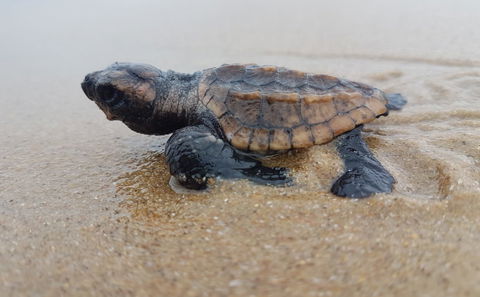 The Borderless Escape