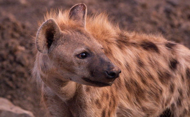 hyena, storytelling