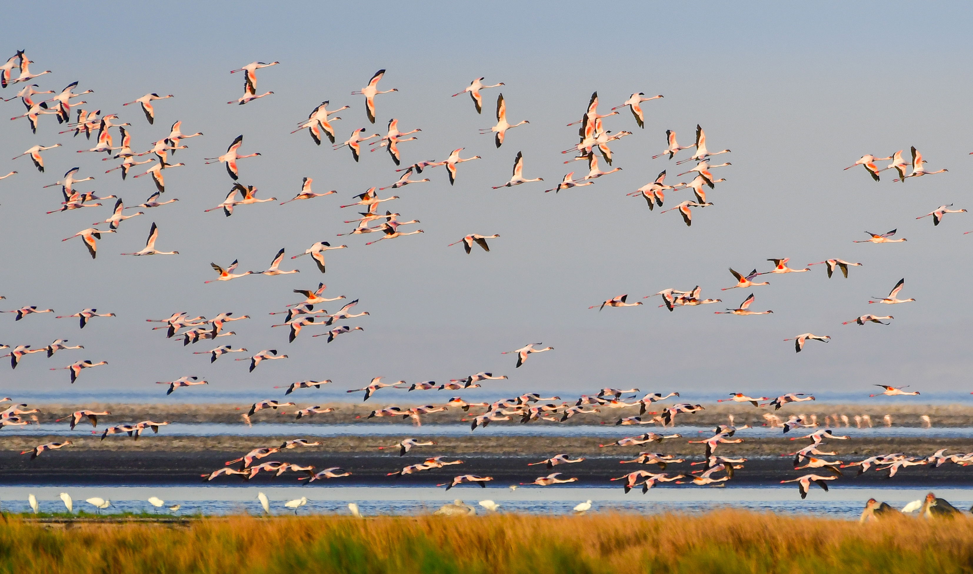 Safari Africa, flamingoes