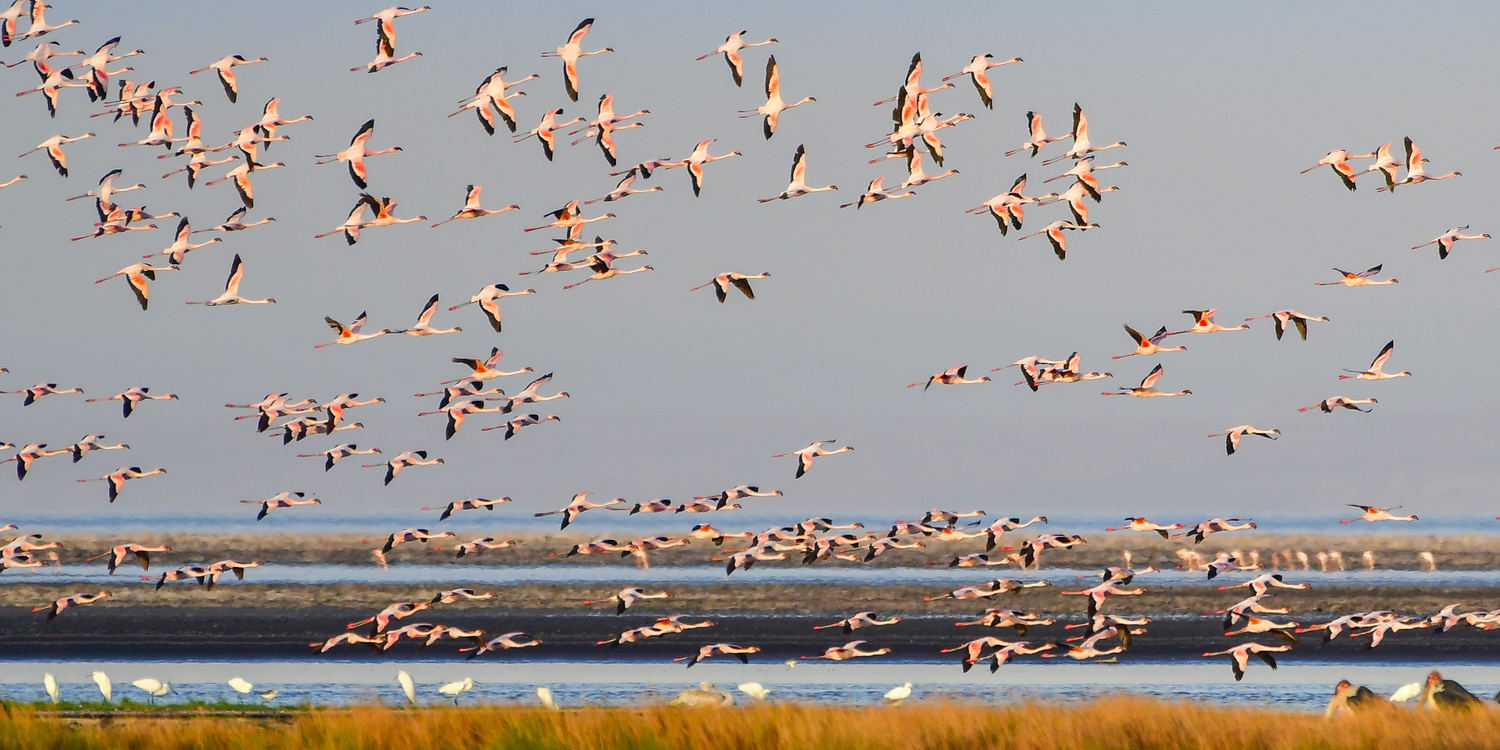 Safari Africa, flamingoes