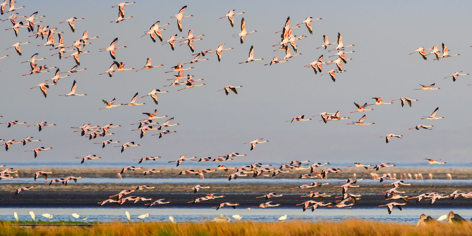 Safari Africa, flamingoes