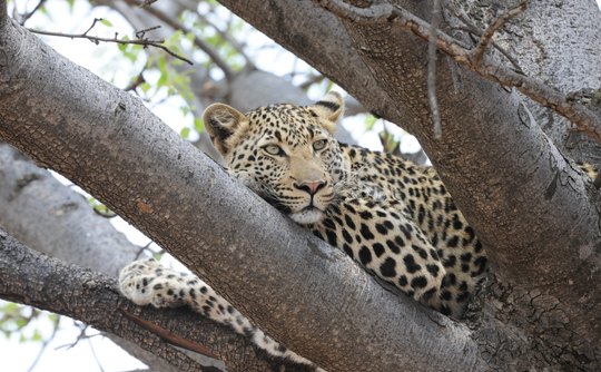 Kruger National Park