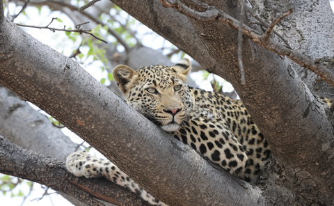 Kruger National Park