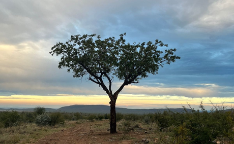 Madikwe Game Reserve, Big Five, Plant Species, Uses of plants