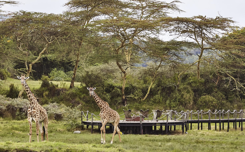 Days 1-3: Arusha National Park Immersion