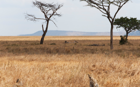 Days 7-8: Northern Circuit Safari