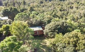 Forest Cabin