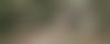 Bush Walks