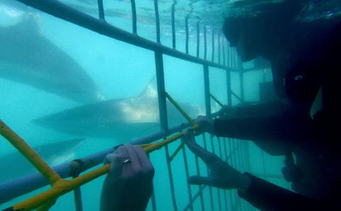 Shark Cage Diving Gansbaai, DCC Collection 1