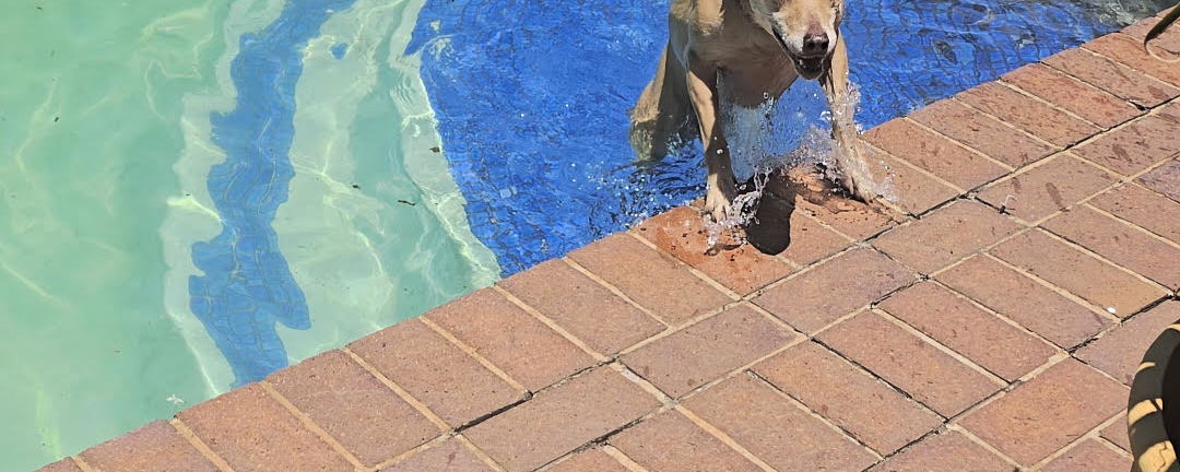 Dogs are welcome 