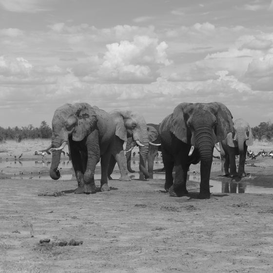Mobile safari in Botswana. An exclusive way of experiencing the amazing wildlife in Botswana