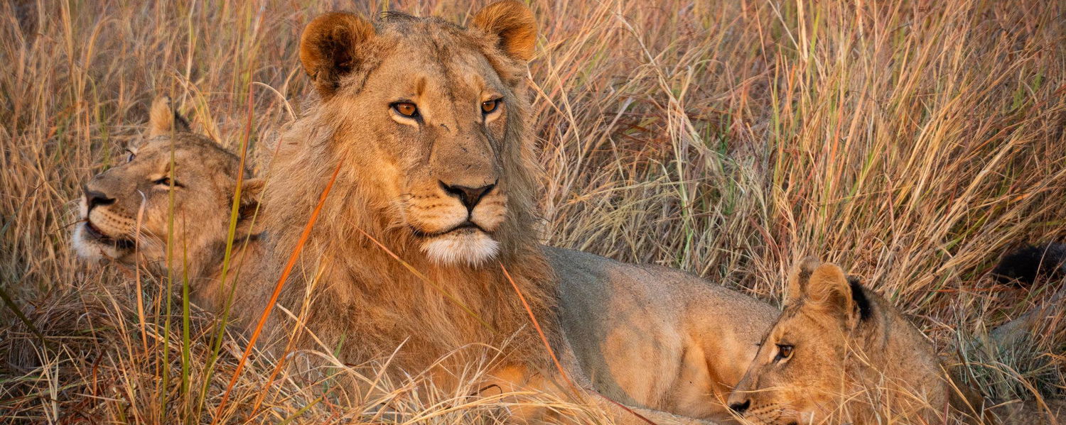 Luxury safari Botswana. Fly in Safari. Helicopter safari. Stay at some of the most iconic destinations in Botswana, on some of the best lodges. Experience the bush from the luxury of a helicopter.  