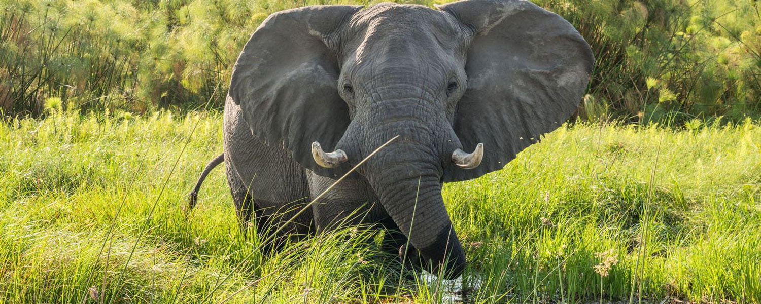 Luxury safari Botswana. Fly in Safari. Helicopter safari. Stay at some of the most iconic destinations in Botswana, on some of the best lodges. Experience the bush from the luxury of a helicopter.