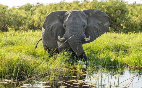 Luxury safari Botswana. Fly in Safari. Helicopter safari. Stay at some of the most iconic destinations in Botswana, on some of the best lodges. Experience the bush from the luxury of a helicopter.  