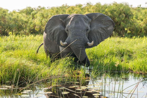 Luxury safari Botswana. Fly in Safari. Helicopter safari. Stay at some of the most iconic destinations in Botswana, on some of the best lodges. Experience the bush from the luxury of a helicopter.  