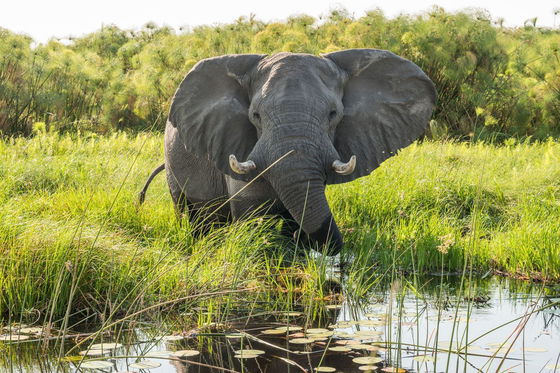 Luxury safari Botswana. Fly in Safari. Helicopter safari. Stay at some of the most iconic destinations in Botswana, on some of the best lodges. Experience the bush from the luxury of a helicopter.  