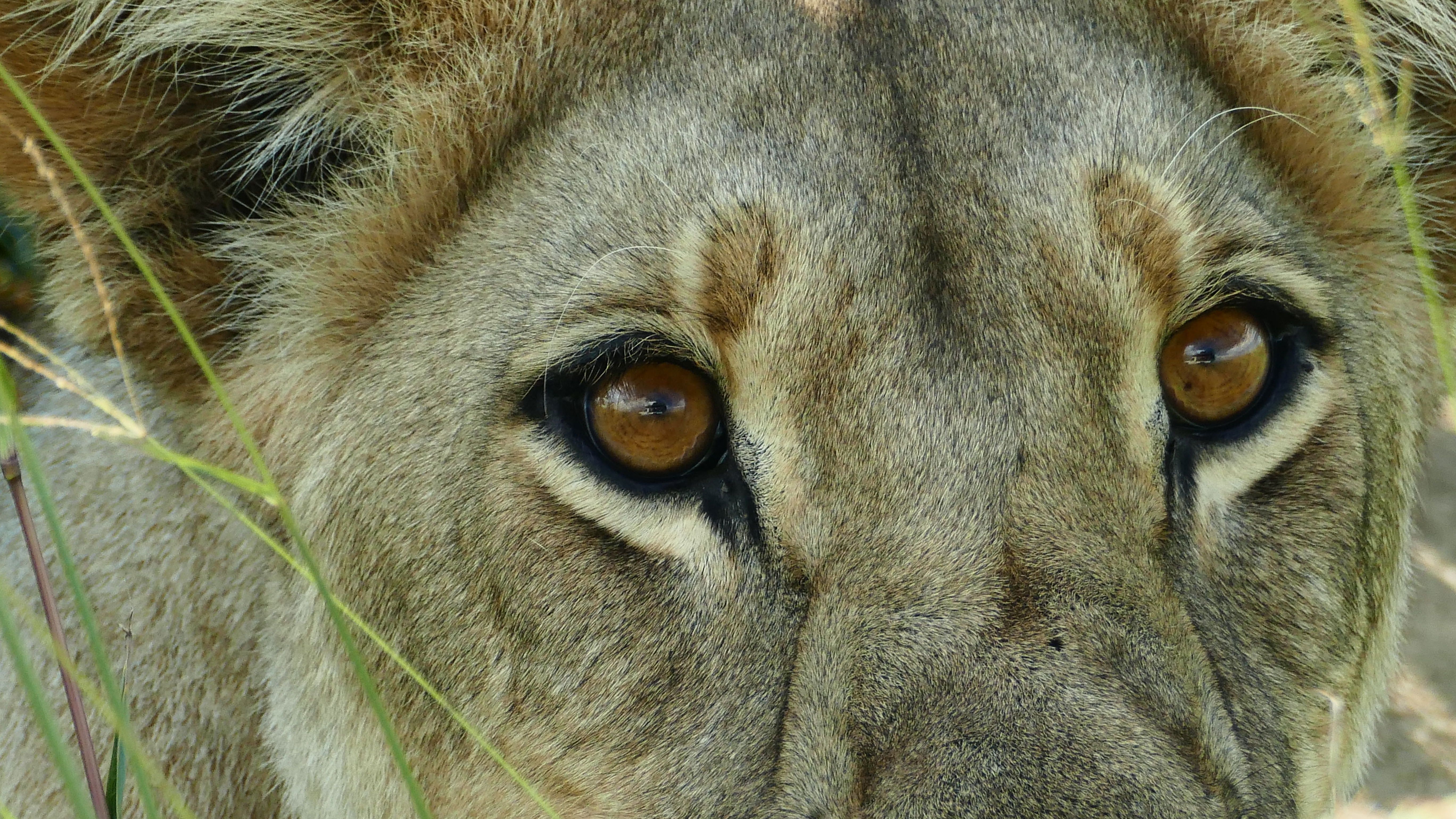 Mobile safari in Botswana. An exclusive way of experiencing the amazing wildlife in Botswana