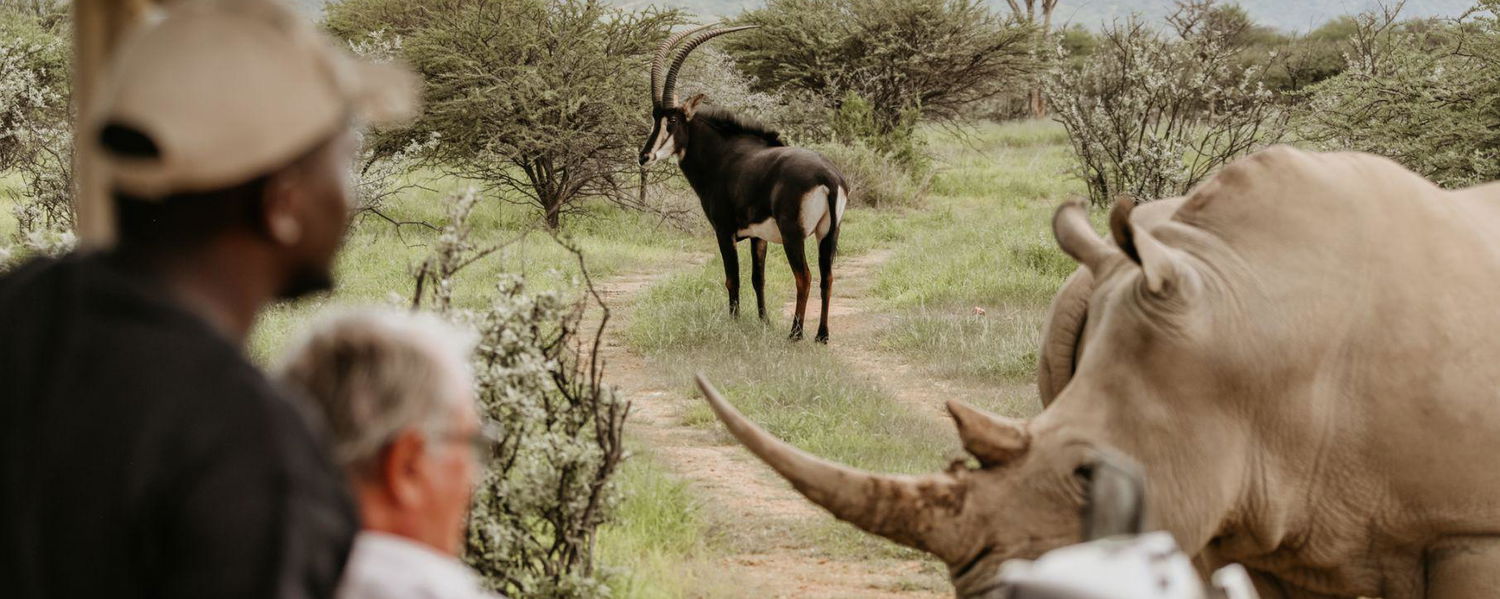 Namibia is the best destination for a selfdrive safari. Beautiful, scenic and with amazing wildlife 