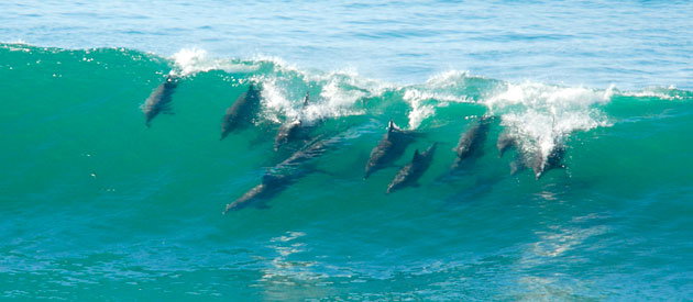 Surfing Dolphins at Tofo Beach Mozambique
