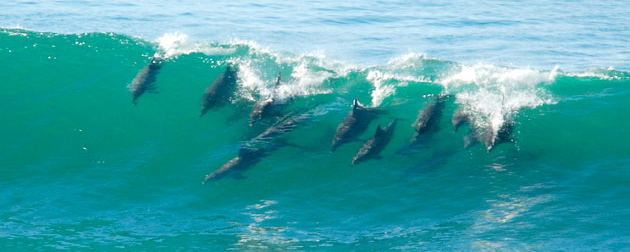 Surfing Dolphins at Tofo Beach Mozambique