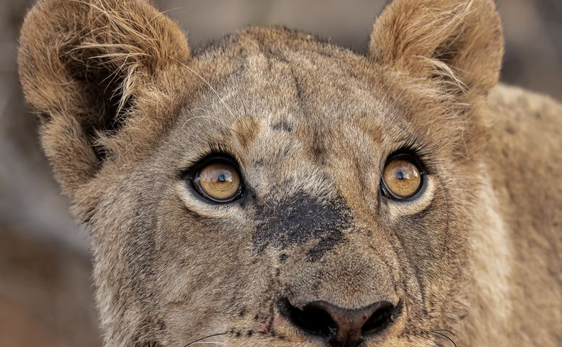 lioness portrait lioness portrait