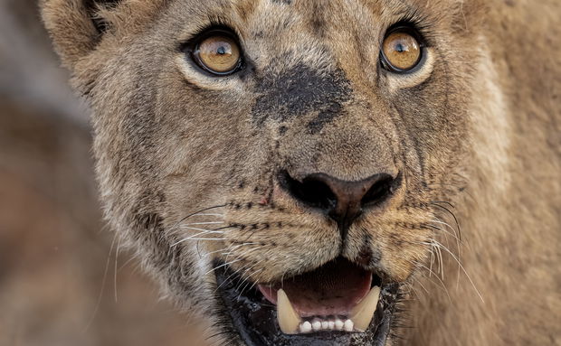 lioness portrait