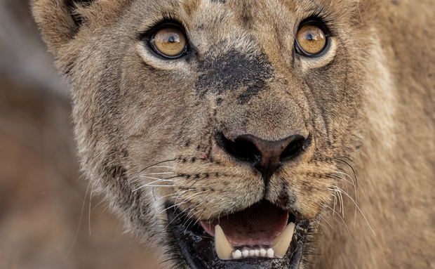 lioness portrait lioness portrait