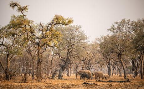 elephants at south luangwa national park 