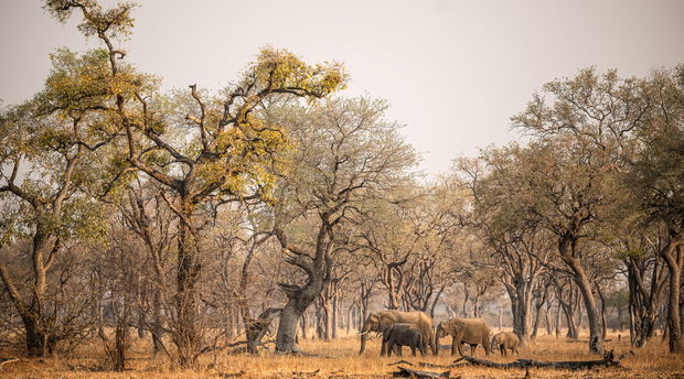 elephants at south luangwa national park 