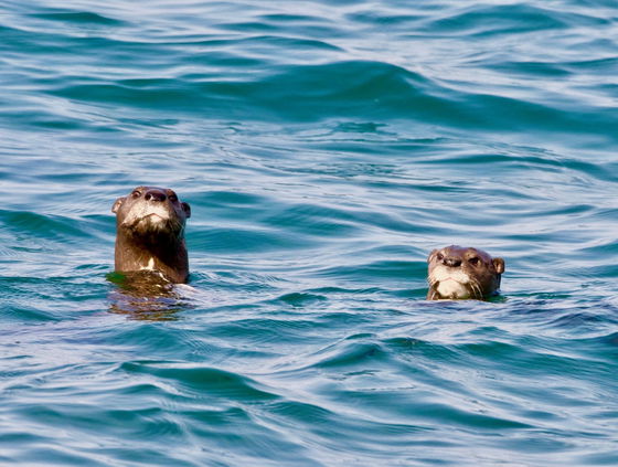 Otters in Lake Malawi