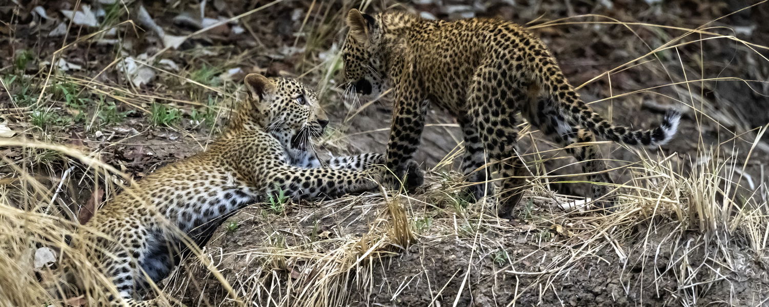 leopard cubs