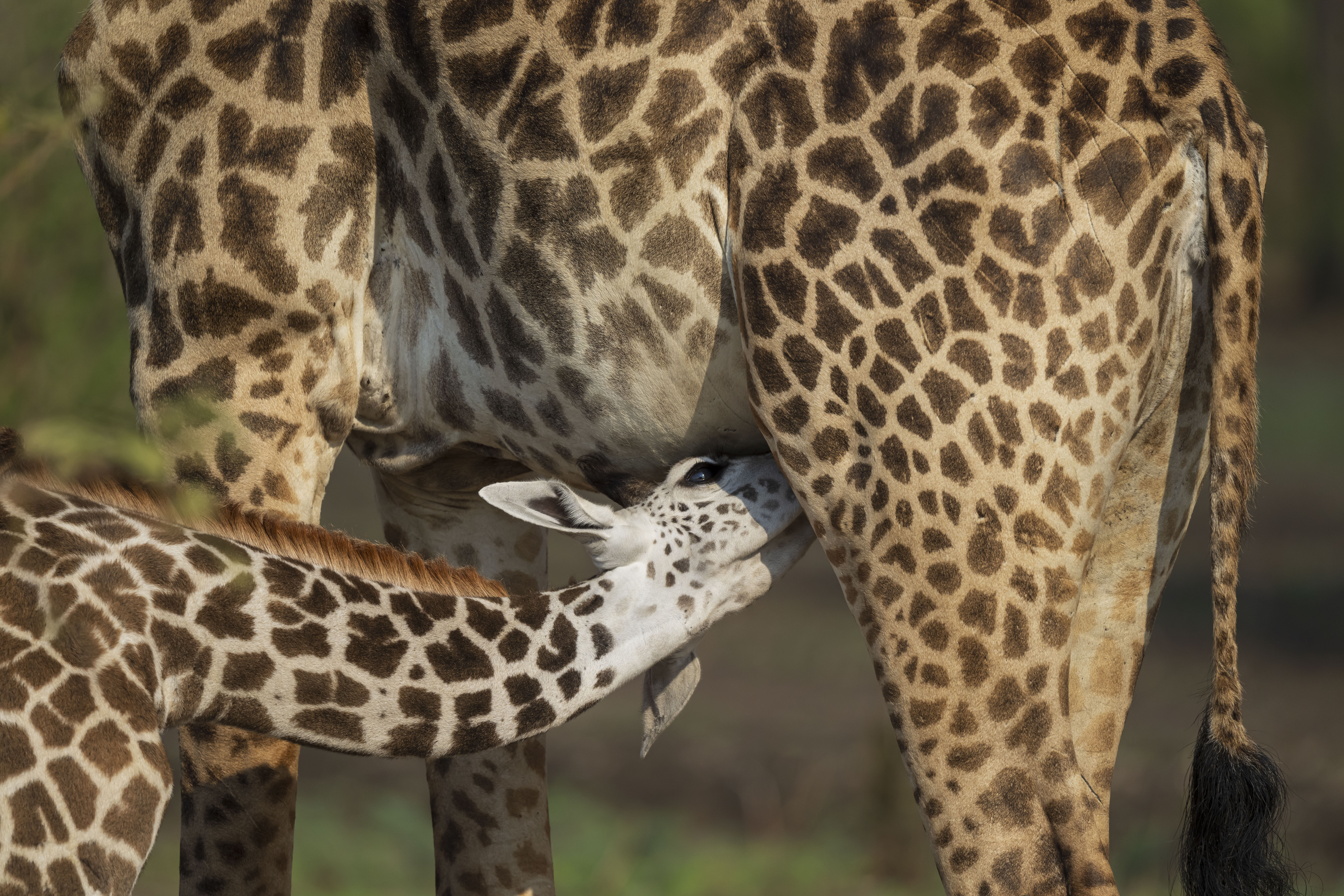 baby giraffe drinking milk with mama in south luangwa national park on a safari with msandile river lodge