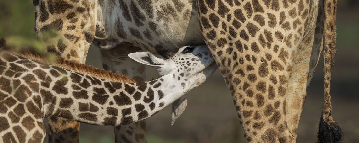 baby giraffe drinking milk with mama in south luangwa national park on a safari with msandile river lodge