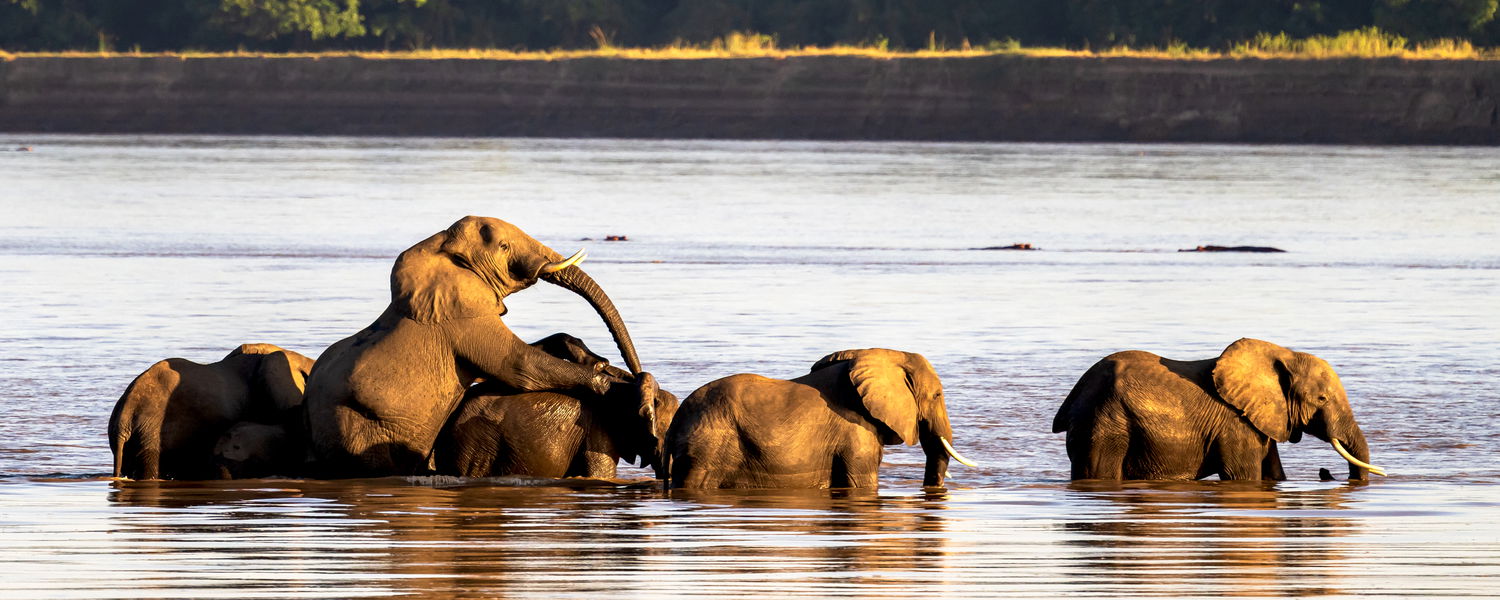 elephants crossing at msandile river lodge in south luangwa national park zambia