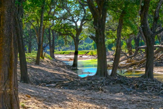 Ebony Forest in South Luangwa National Park