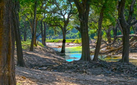 Ebony Forest in South Luangwa National Park