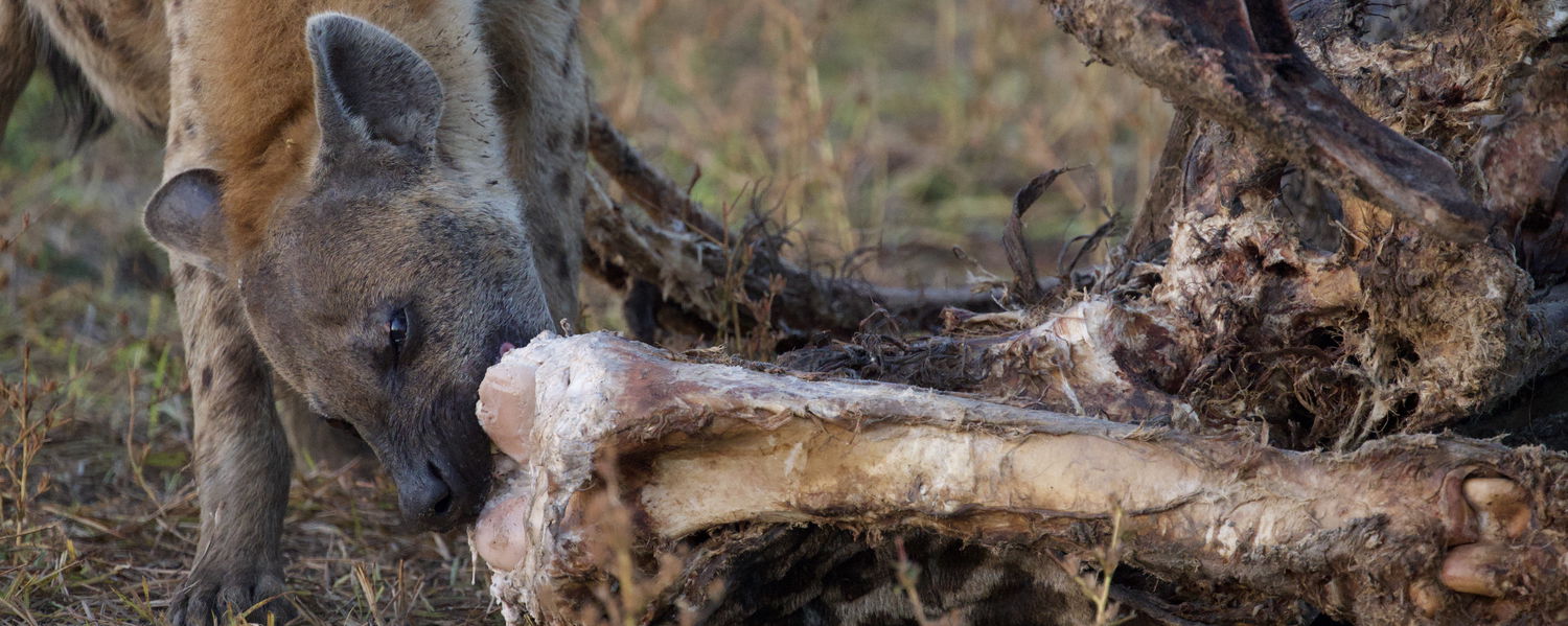 Hyena eating giraffe bone