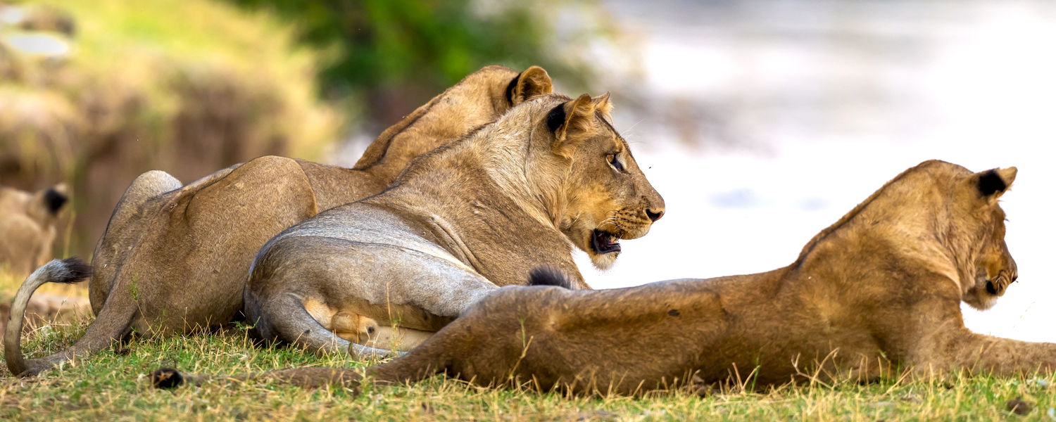 Lions looking over the Luangwa River