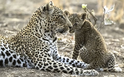 Mother leopard with cub at msandile river lodge, south luangwa national park