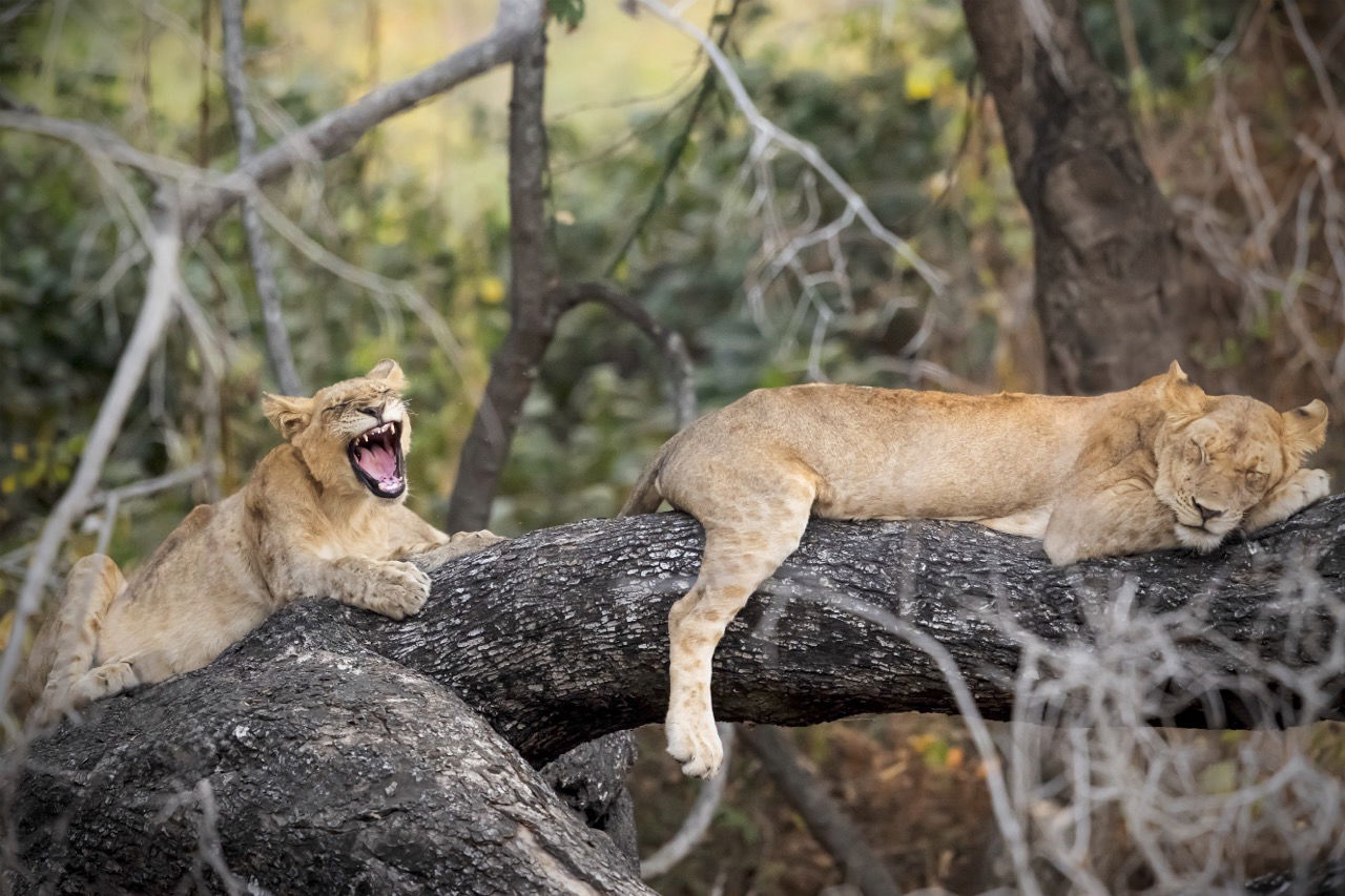 lions on a tree in south luangwa national park at a safari with lowani travel