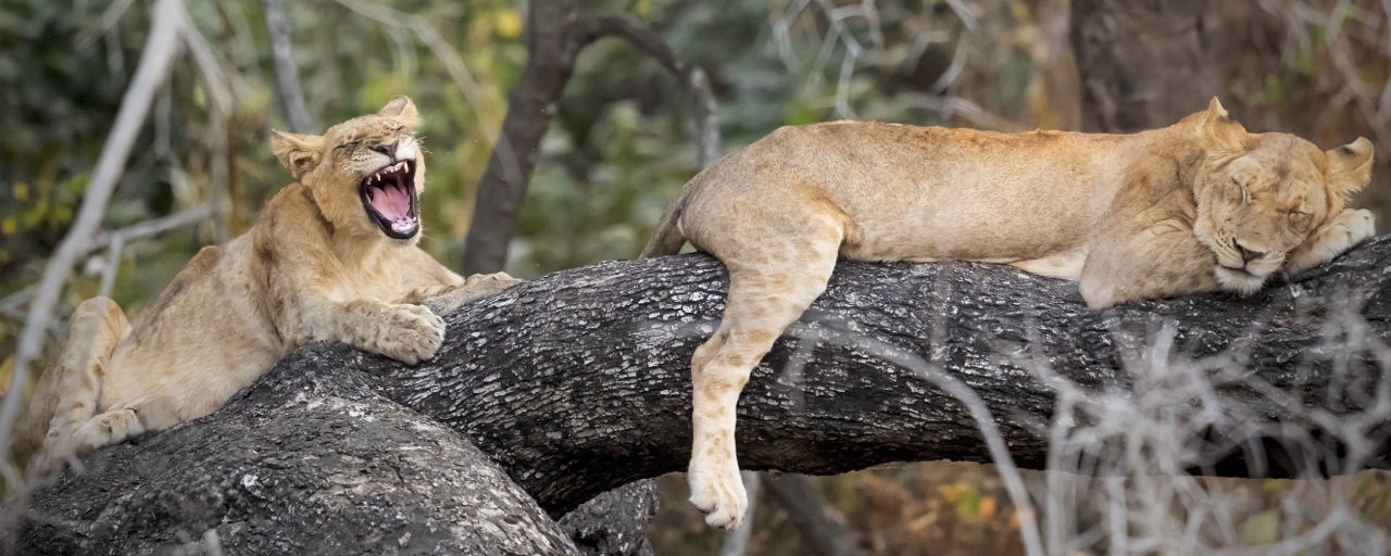 lions on a tree in south luangwa national park at a safari with lowani travel