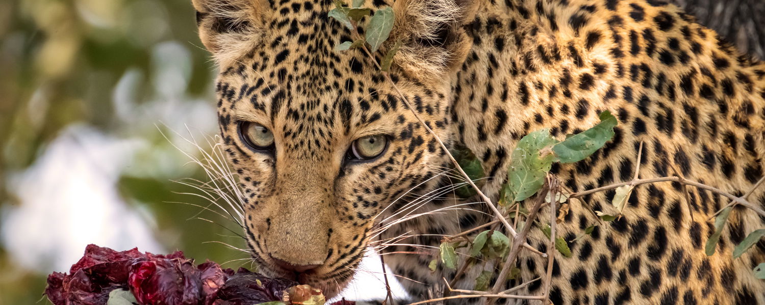 leopard eating prey