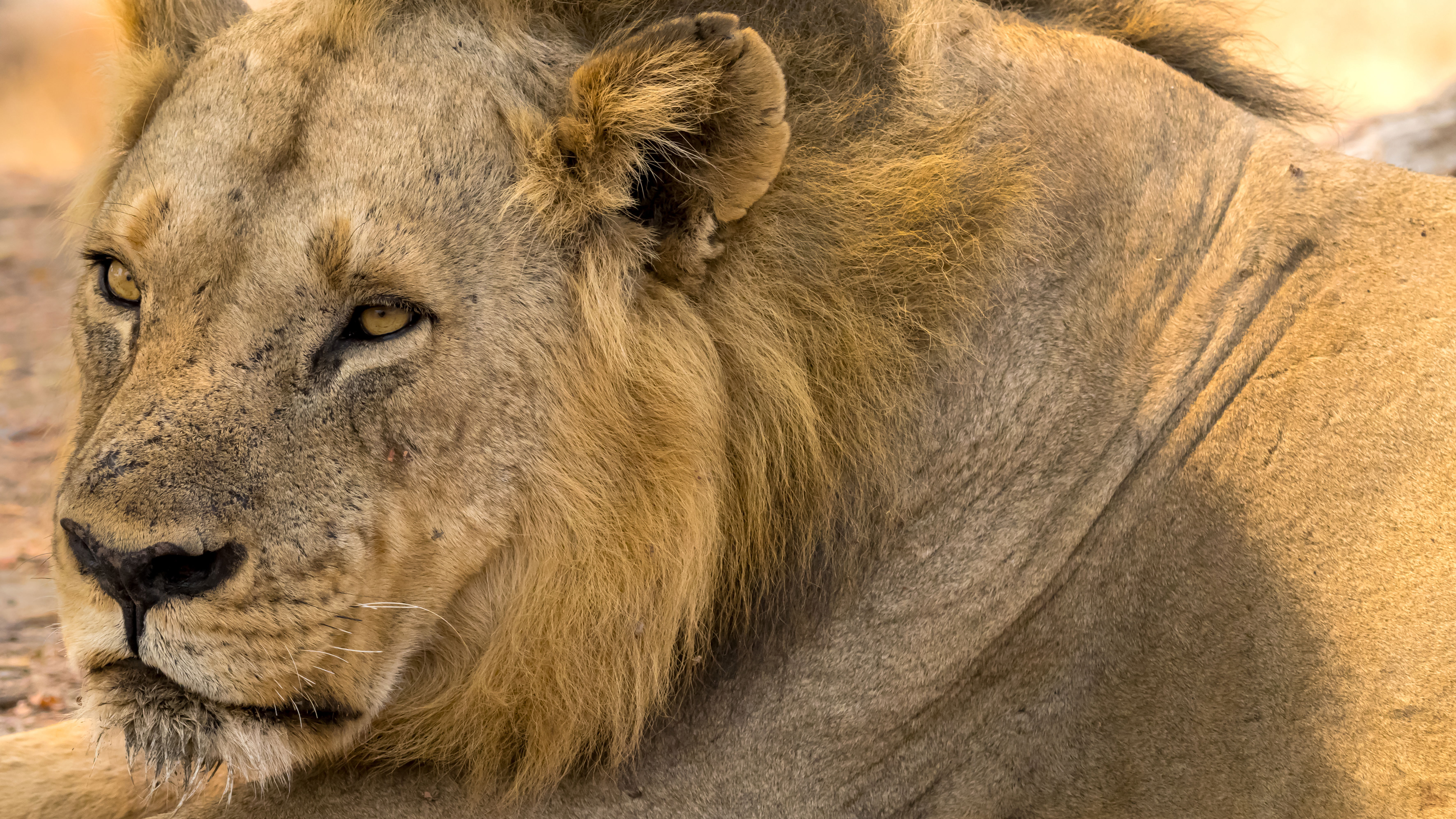 South Luangwa
