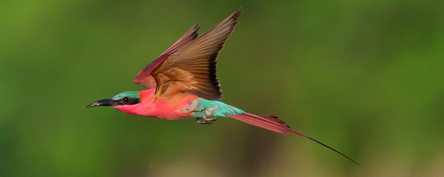 Carmine bee-eater flying at msandile river lodge south luangwa national park malawi