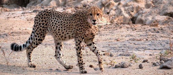 Cheetah in Liwonde National Park Cheetah in Liwonde National Park