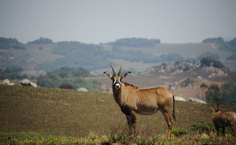 Landscape in Nyika