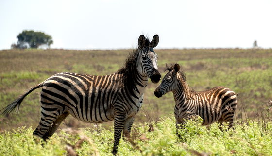 Zebras in Nyika