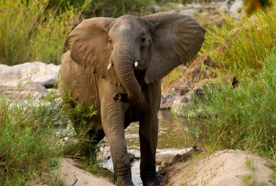 Elephant at Nkhotakota Wildlife Reserve Elephant at Nkhotakota Wildlife Reserve