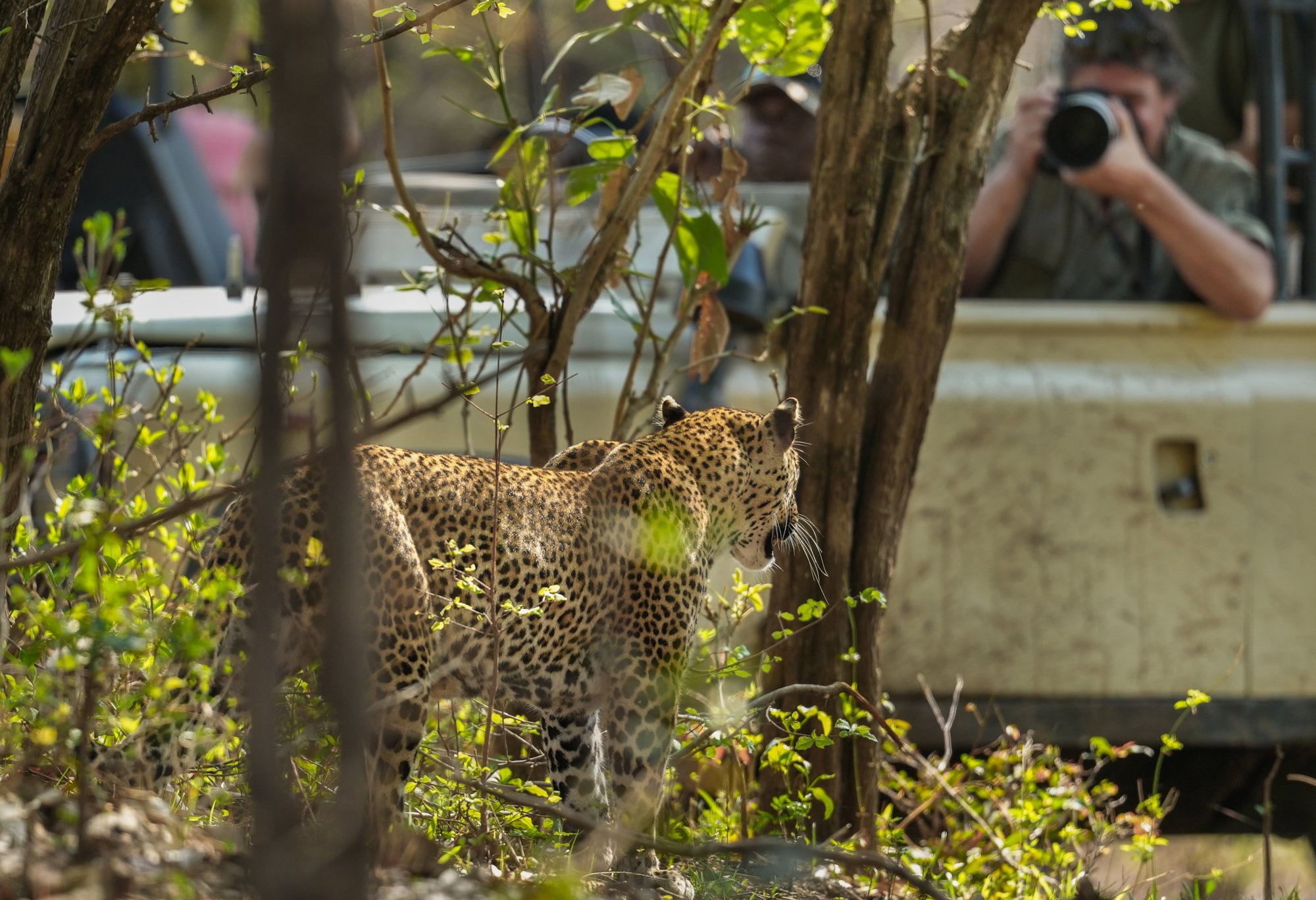 Floris Leeuwenburg making photo of Leopard